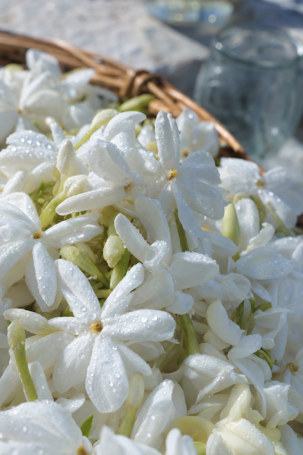 Macro view of freshly picked white jasmine blossoms heaped in a wicker basket, dew on the petals.